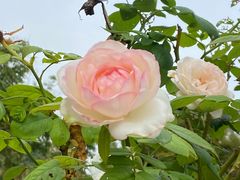 -昆山城市生态森林公园