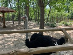 -大连森林动物园