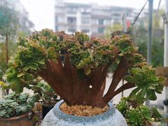 -三圣花乡旅游区