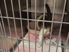 -瑞鹏宠物医院·骨科·猫科·内科(第一中心)