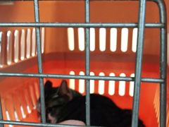 -申普宠物医院·心脏介入·心血管微创(总院)