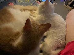 -猫大福·Fortune Cat猫舍(百子湾店)
