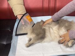 -瑞派天宁宠物医院·猫科·异宠中心