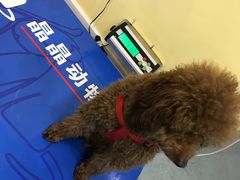 -瑞鹏宠物医院·爱宠堂·骨外专科(西荷分院)