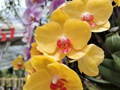 -北京植物园-展览温室