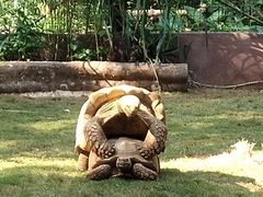 -海南热带野生动植物园