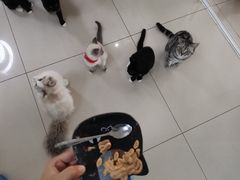 -鼓捣猫呢主题猫咖店