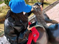 -广东惠东海龟国家级自然保护区