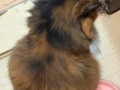 -宠福鑫动物医院(城北分院)