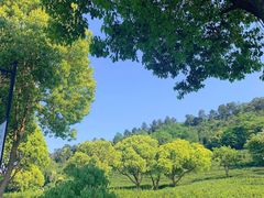 -树山生态村