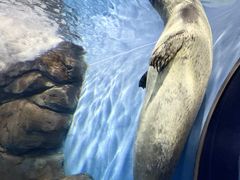 -上海海洋水族馆