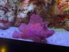 -暹罗海洋世界