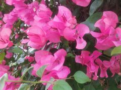 -福建鲤鱼洲酒店