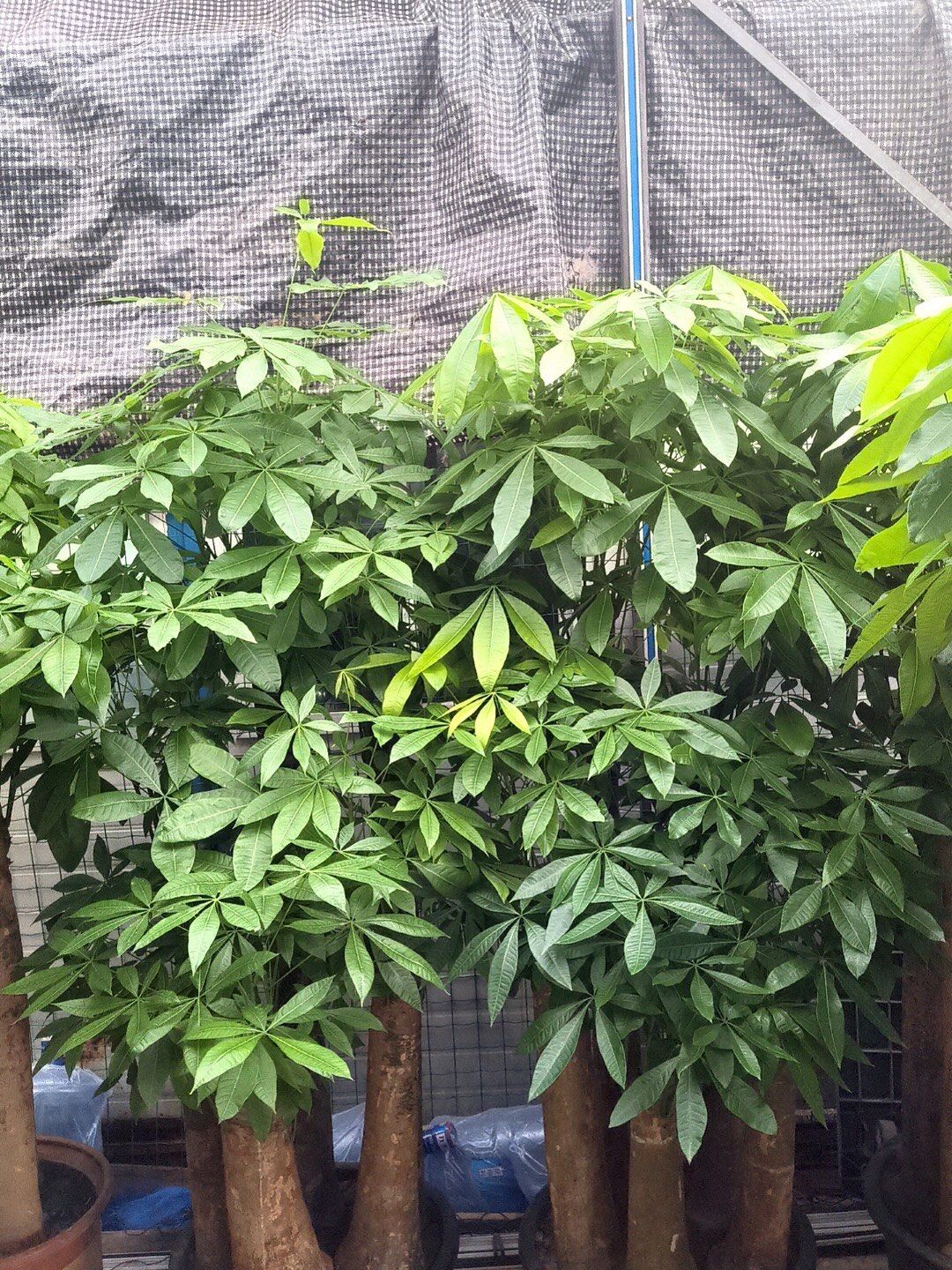 五福临门～五杆发财树超靓