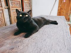 -喵屿·大理花园猫咖