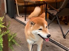 -鹿萤季·营地小馆(皇后公园店)