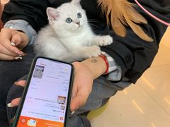 -lincat·猫舍(广州店)