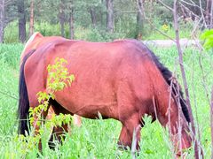 -北极村旅游风景区