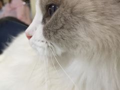 -鼓捣猫呢主题猫咖店