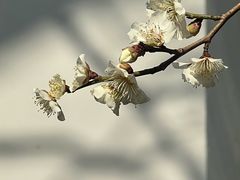 -无锡梅园公园