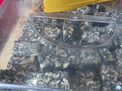 -杨记板栗(天虹总店)