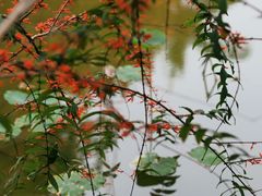 -中国科学院华南植物园