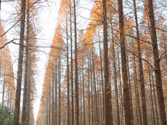 -黄海国家森林公园