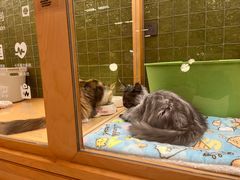 -帕帕拉兹宠物(亚洲旗舰店)