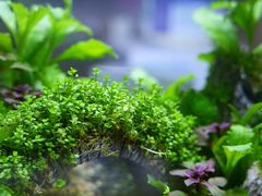 -花鸟鱼虫鲜花绿植市场(玉泉路店)