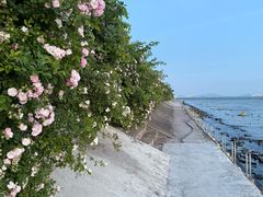 -贡湖湾湿地公园