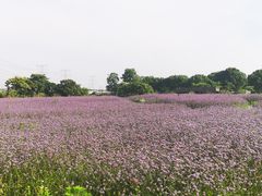 -上海杨姆庄园