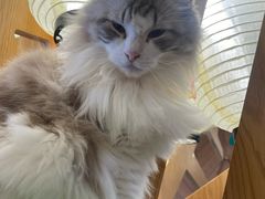 -MOCHA明星猫咖(田子坊店)