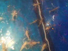-钳真多钓虾馆·小龙虾海鲜烧烤(九六广场店)