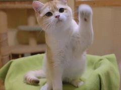 -70cat德文卷毛猫·缅因猫纯种猫舍