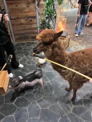 -Zoolung Zoolung动物主题公园(海信广场店)