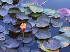 -国家植物园南园