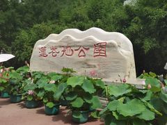-莲花池公园