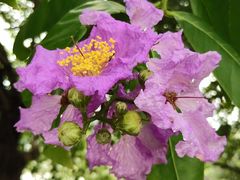 -佛冈森波拉度假区