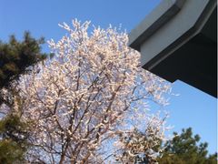 早春樱花-钓鱼台国宾馆