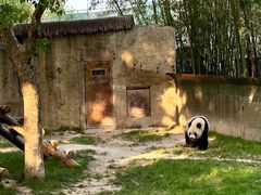 -上海野生动物园