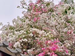 -深圳国际园林花卉博览园