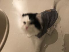 -米苏动物医院·犬猫专科·骨科外科内窥镜