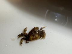 -火齐潮汕砂锅粥(五道口店)