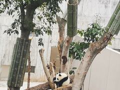 -成都大熊猫繁育研究基地