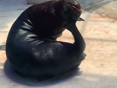 -芜湖新华联大白鲸海洋公园