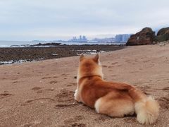 -青岛石老人海水浴场