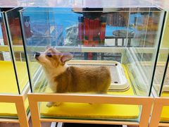 -上海崇明金茂凯悦酒店