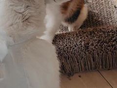 -瑞派宠物医院(搏威敦和院)