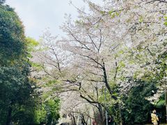 -武汉大学-樱园