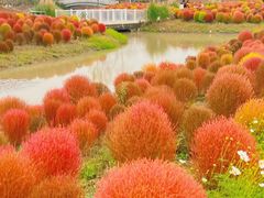 -花开海上生态园